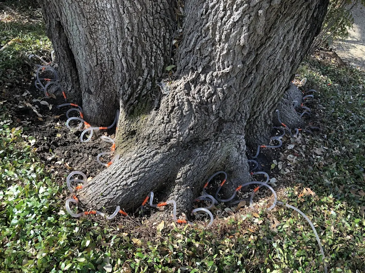 Detailed Tree Cabling and Bracing job site in Coward