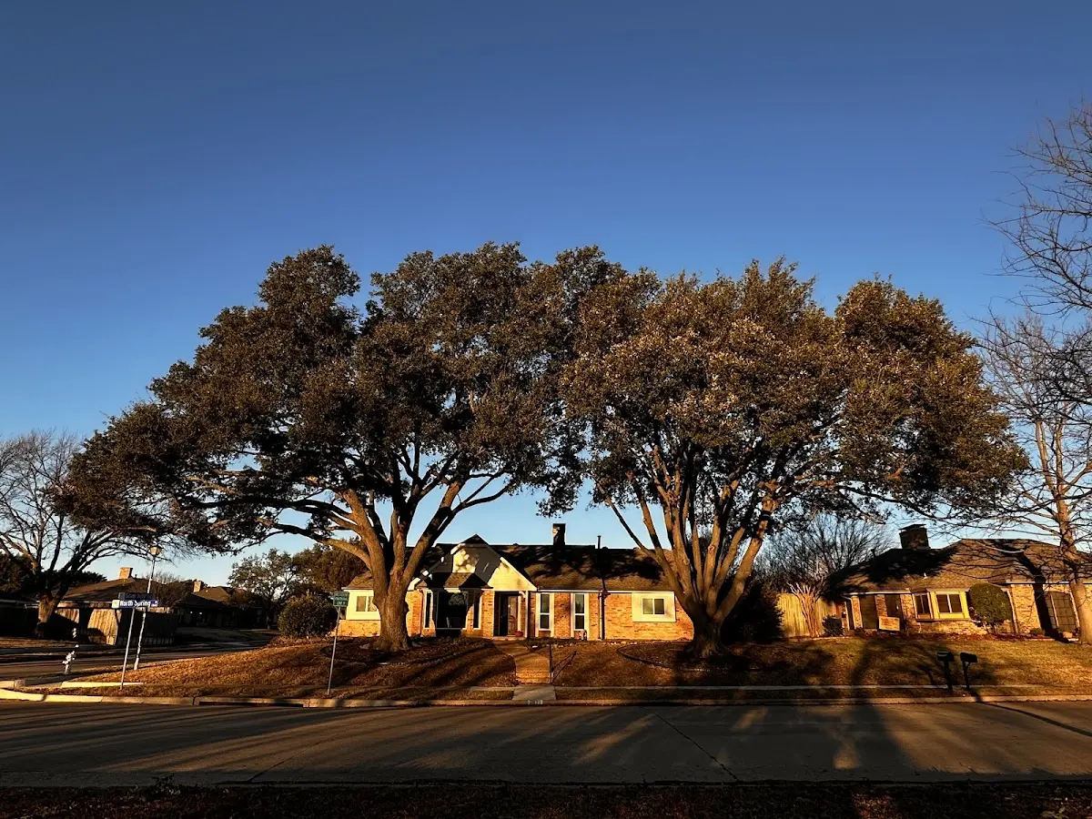 Established residential canopy tree shading a home in Coward